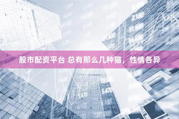 股市配资平台 总有那么几种猫，性情各异