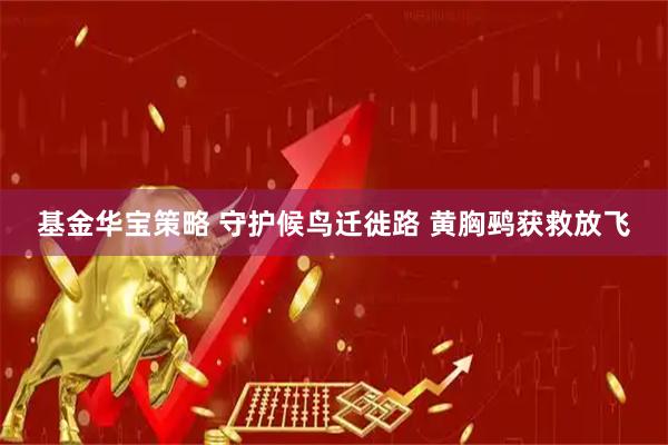 基金华宝策略 守护候鸟迁徙路 黄胸鹀获救放飞
